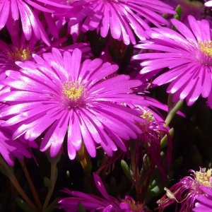 Poludňovka - Delosperma ´SUNDELLA NEON´, kont. P9